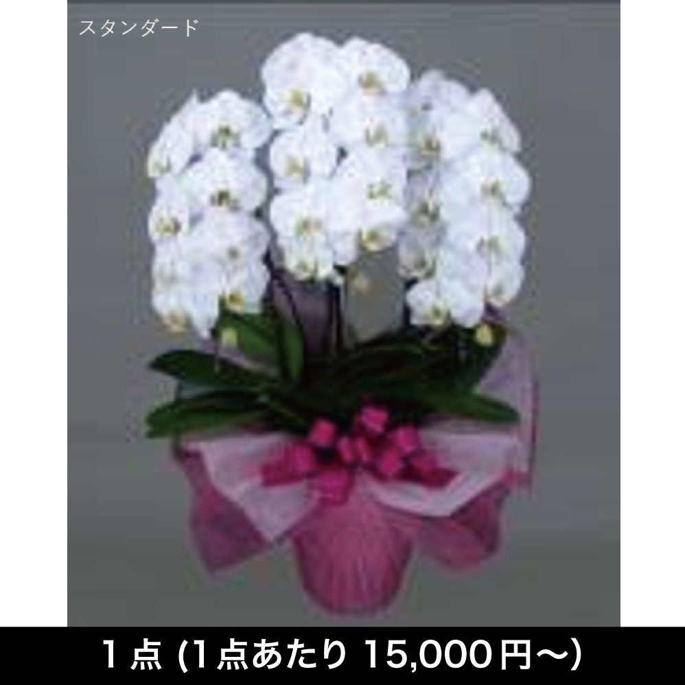 [フラワーギフト] 胡蝶蘭 ３本立　【配送グループFLW-01】