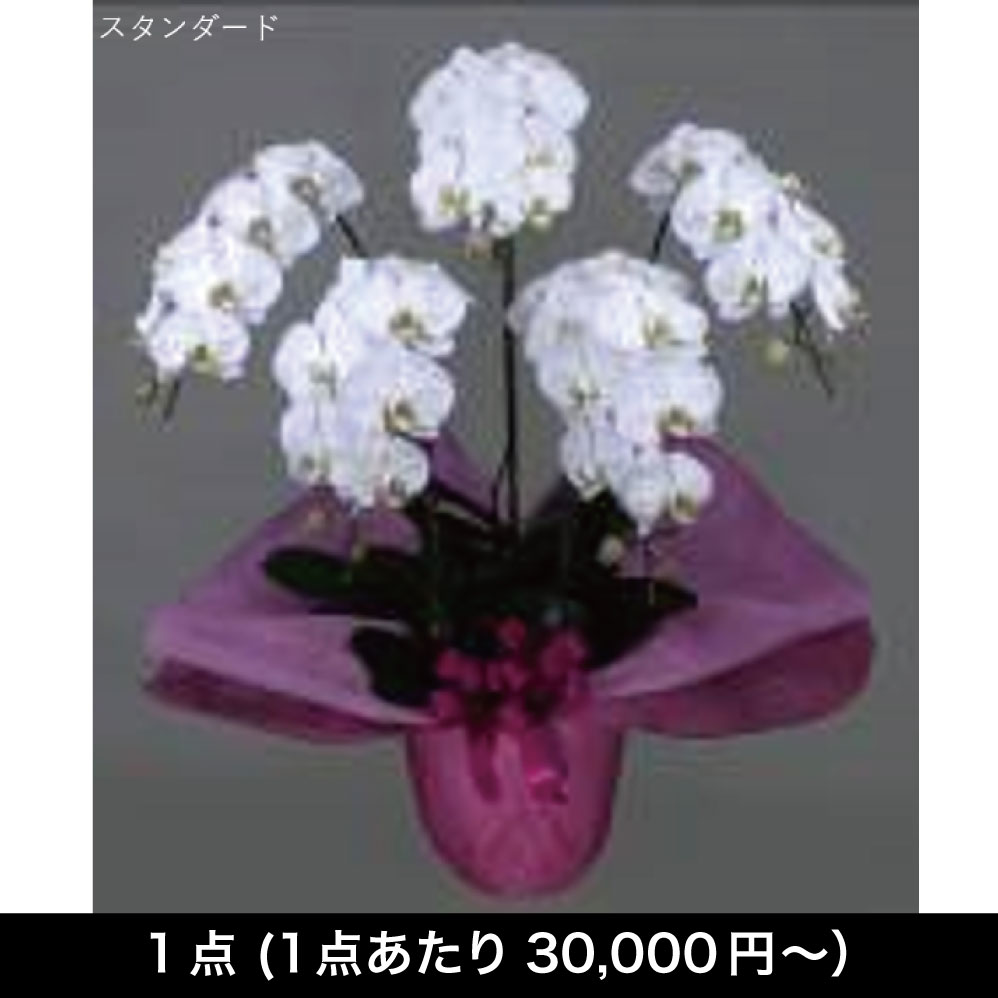 [フラワーギフト] 胡蝶蘭 ５本立　【配送グループFLW-01】