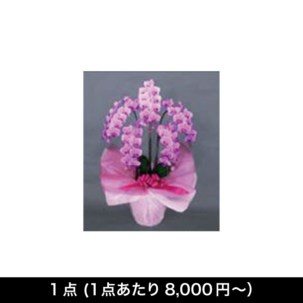 [フラワーギフト] ミディ胡蝶蘭　【配送グループFLW-01】