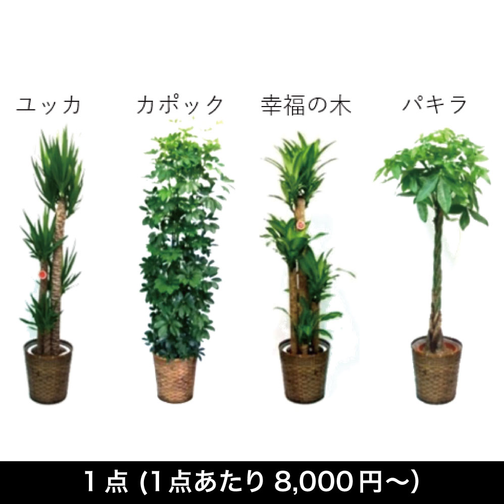 [フラワーギフト] 観葉植物　【配送グループFLW-02】【配送グループFLW-03】